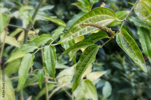 Black pepper (Piper nigrum), plant with flower and leaf