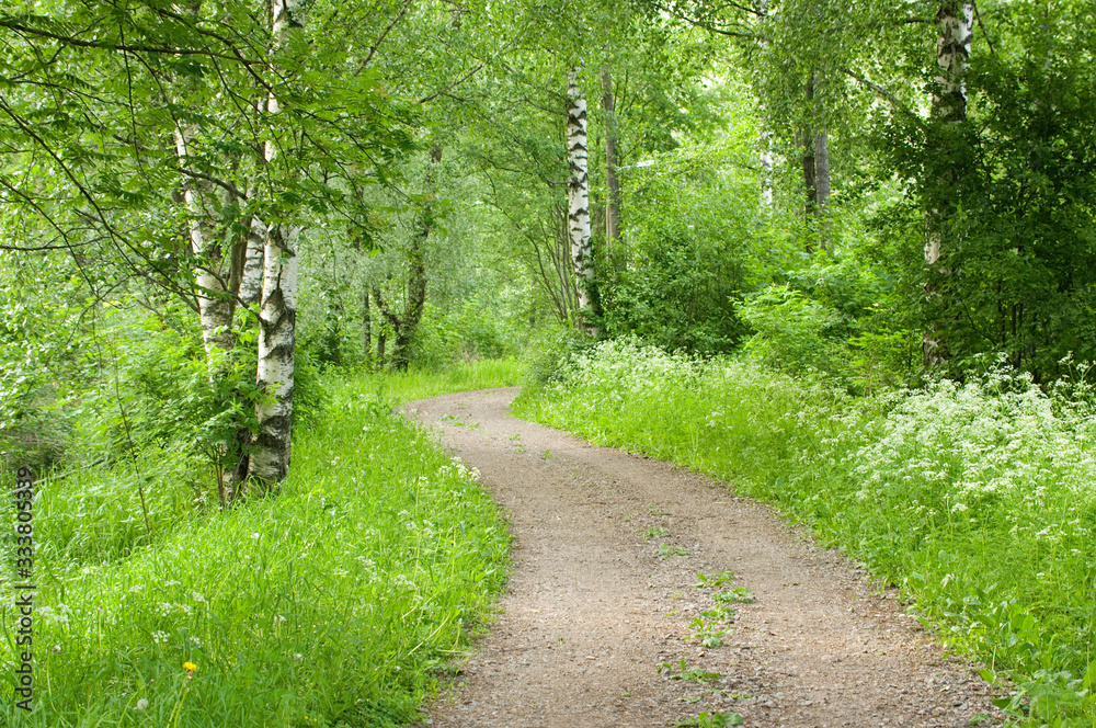 Fototapeta premium road in summer