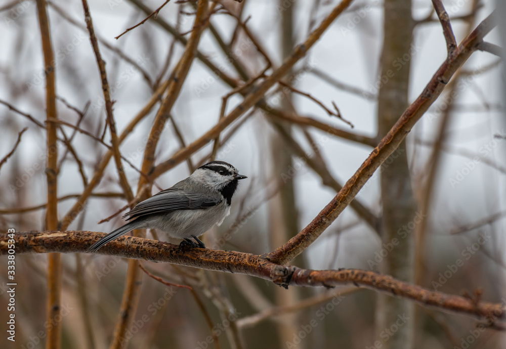 An Adorable Mountain Chickadee Perched on a Branch
