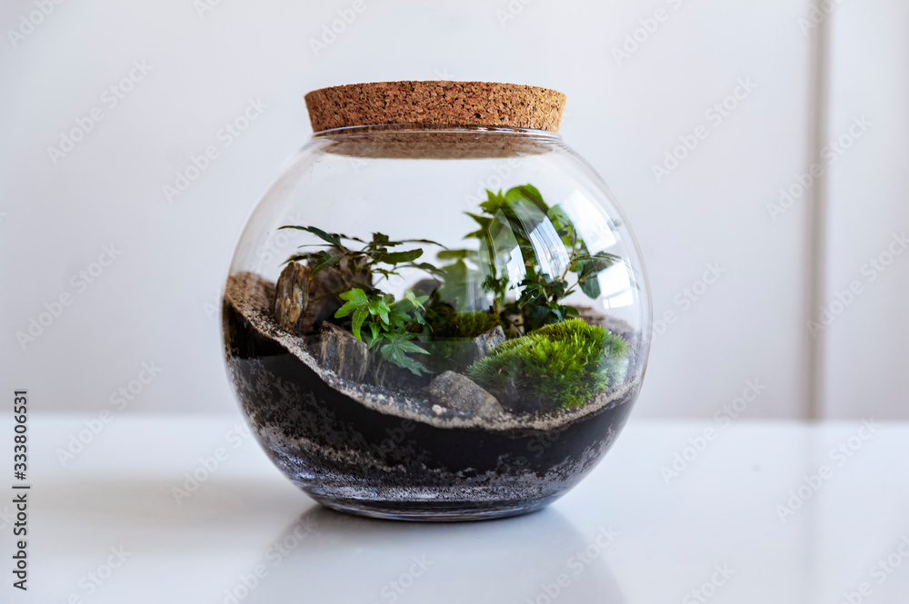Small decoration plants in a glass bottle/garden terrarium bottle/ forest in a jar. Terrarium jar with piece of forest with self ecosystem. Save the earth concept. Bonsai Small decoration plants in a glass bottle/garden terrarium bottle/ forest in a jar. Terrarium jar with piece of forest with self ecosystem. Save the earth concept. Bonsai