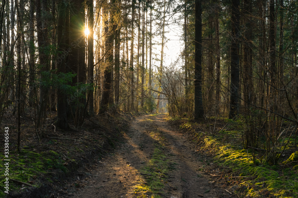 Sunlit forest and mossy narrow pathway in front of the light in the evening at sunset in the spring. Image in Lithuania, near the capital Vilnius