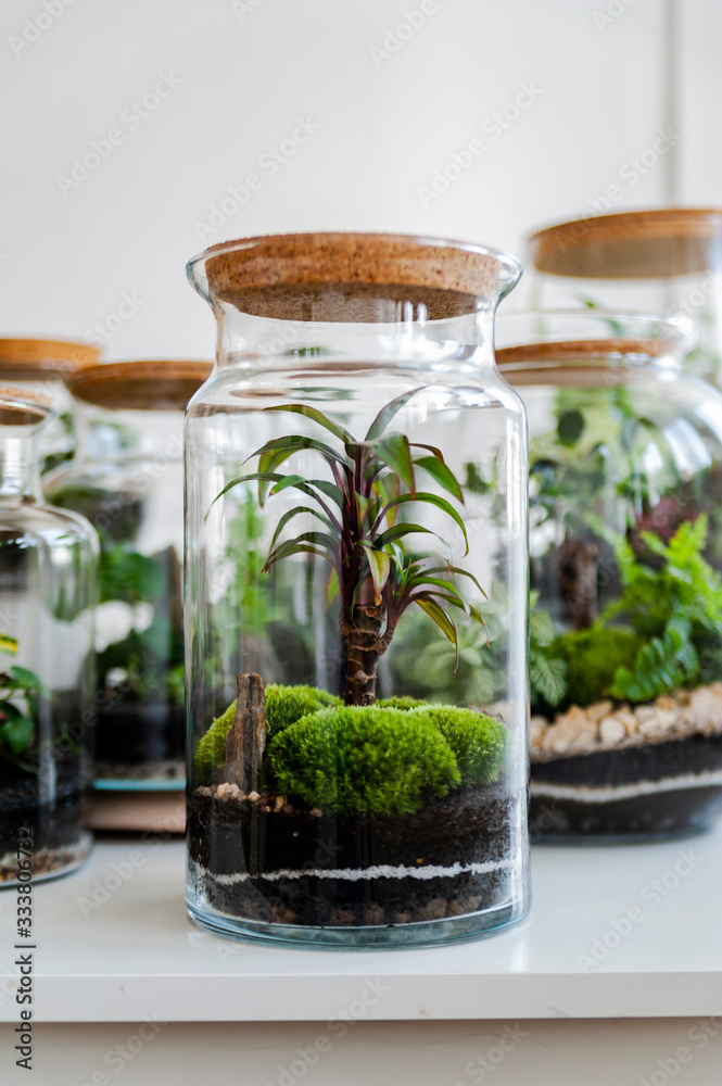 Small decoration plants in a glass bottle/garden terrarium bottle/ forest in a jar. Terrarium jar with piece of forest with self ecosystem. Save the earth concept. Bonsai