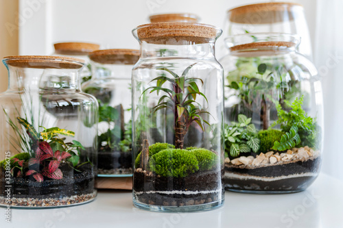 Small decoration plants in a glass bottle/garden terrarium bottle/ forest in a jar. Terrarium jar with piece of forest with self ecosystem. Save the earth concept. Bonsai                    