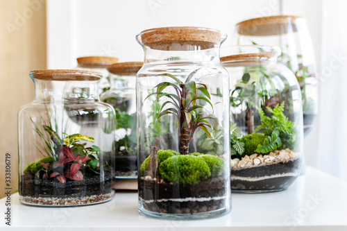 Small decoration plants in a glass bottle/garden terrarium bottle/ forest in a jar. Terrarium jar with piece of forest with self ecosystem. Save the earth concept. Bonsai                    