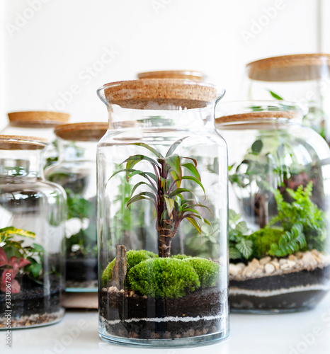 Small decoration plants in a glass bottle/garden terrarium bottle/ forest in a jar. Terrarium jar with piece of forest with self ecosystem. Save the earth concept. Bonsai 