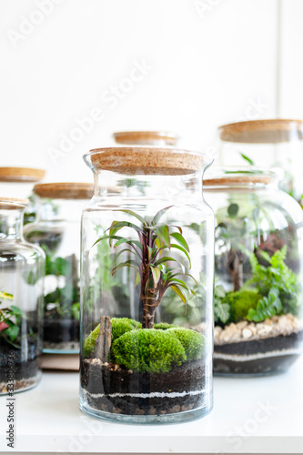 Small decoration plants in a glass bottle/garden terrarium bottle/ forest in a jar. Terrarium jar with piece of forest with self ecosystem. Save the earth concept. Bonsai 