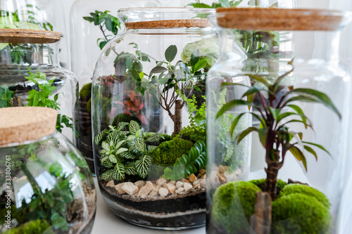 Obraz na płótnie Small decoration plants in a glass bottle/garden terrarium bottle/ forest in a jar. Terrarium jar with piece of forest with self ecosystem. Save the earth concept. Bonsai w salonie