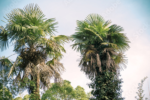 Palm trees with large green leaves