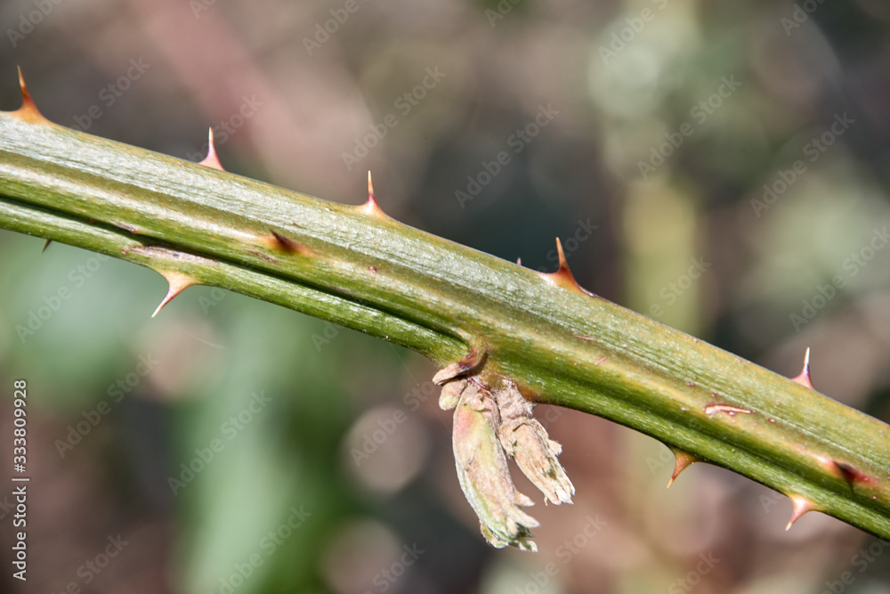 green stem with thorns background image green stem with thorns background image