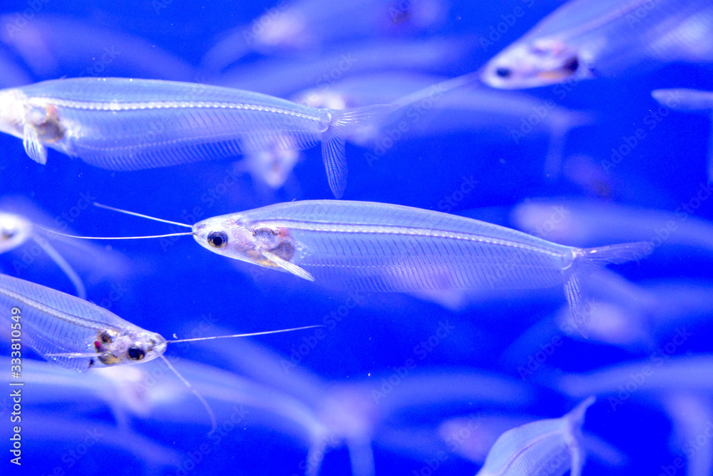 ヒゲのある半透明な不思議な魚 トランスルーセントグラスキャットフィッシュ 日本の東京池袋サンシャイン水族館 Stock Photo Adobe Stock
