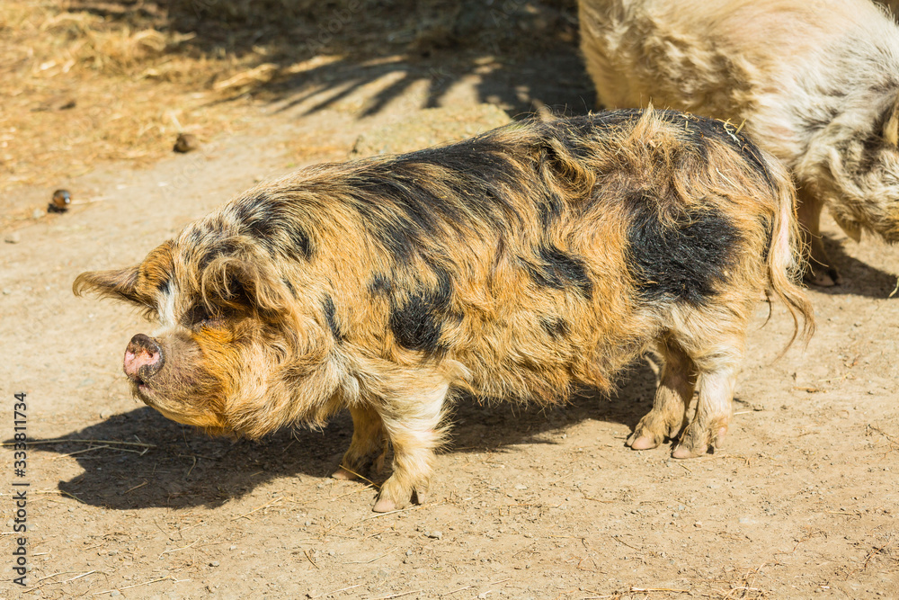 動物園のクネクネ・ピッグ
