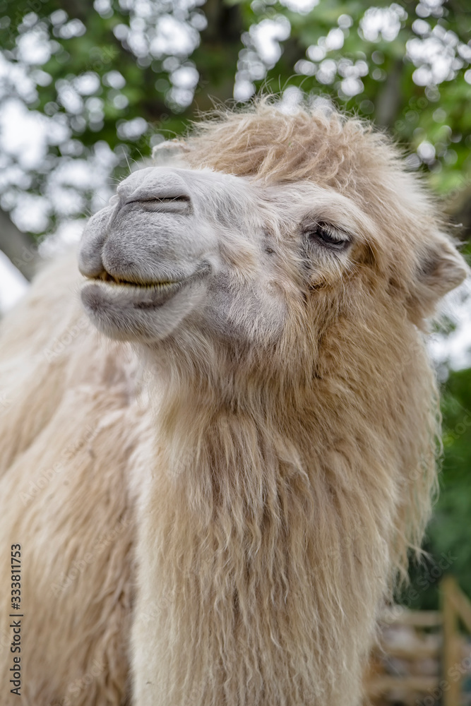 Fototapeta premium image of the face of a white camel