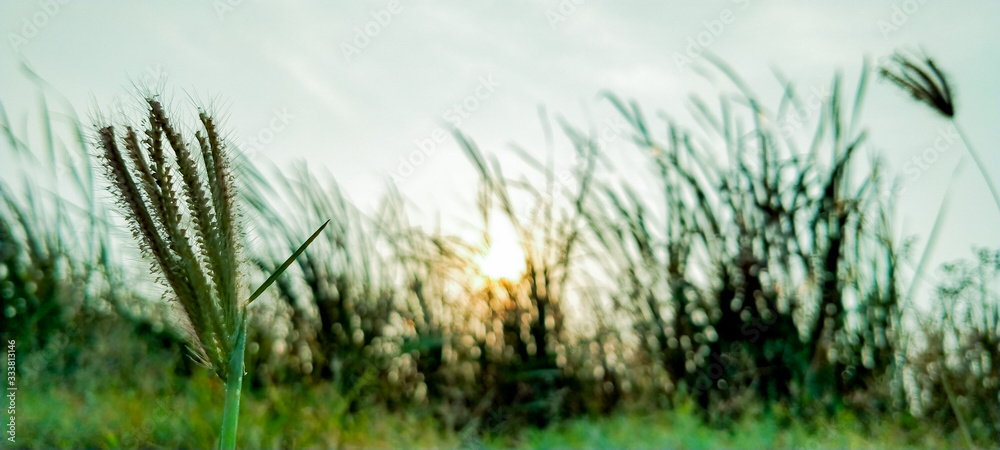 Fototapeta premium green grass and sky