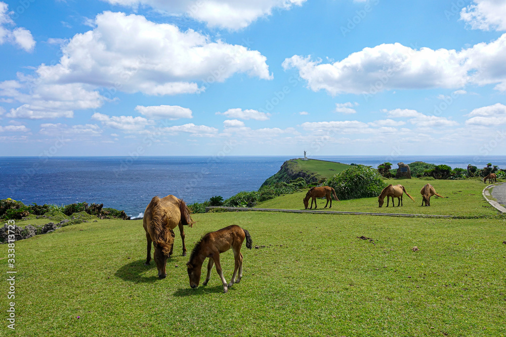 Fototapeta premium 与那国馬