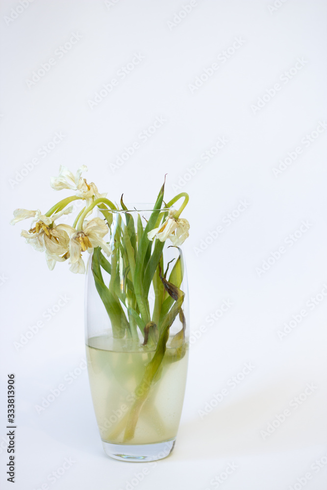 Fototapeta premium Withered flowers. Tulips in a vase on a white background