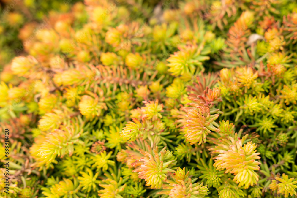 Plants for the Alpine hills. Garden Plants. Flat lay, top view. Plants for the Alpine hills. Garden Plants. Flat lay, top view.