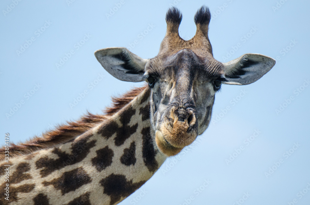 Giraffe in the Serengeti, close-up looking at the camera