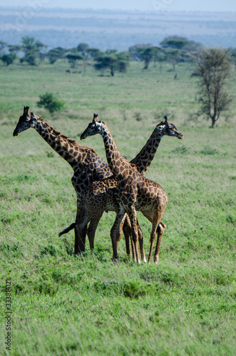 Three Giraffes standing together in the Serengeti