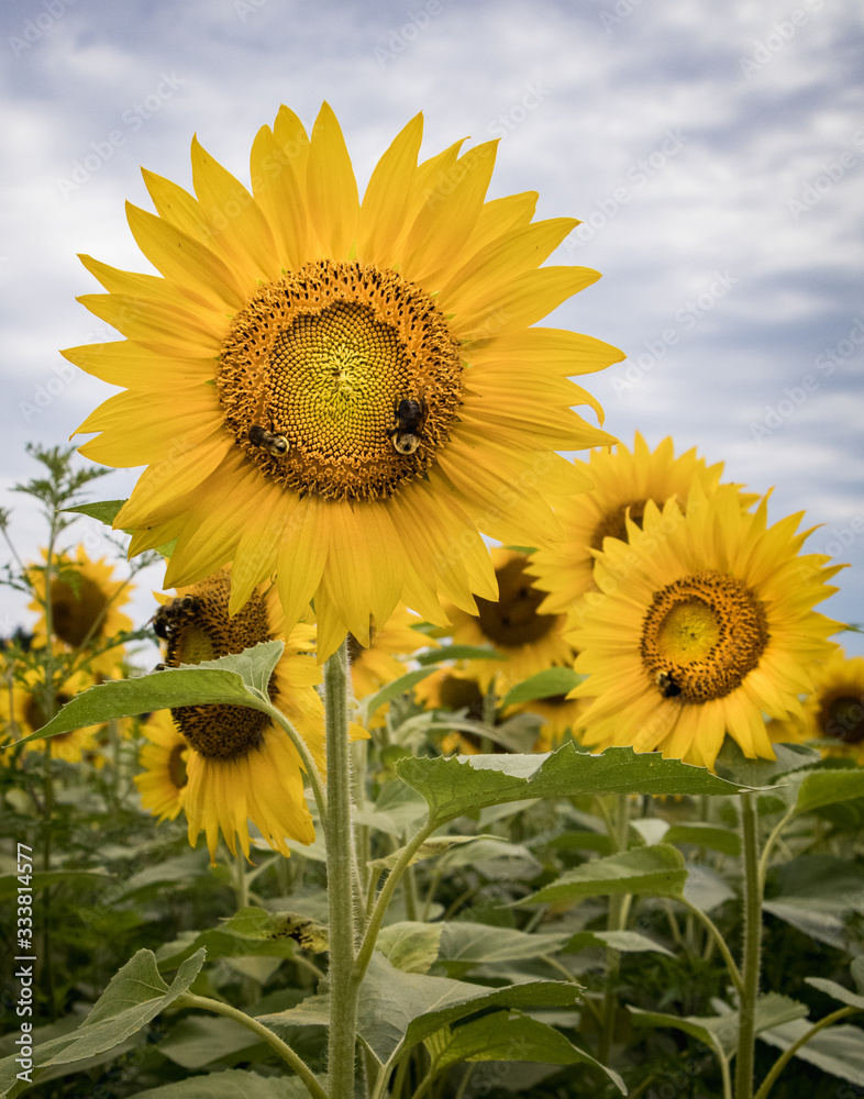 A field of sunflowers erupts in bright yellow in Elverson, PA