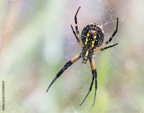 A black and yellow garden spider at work on its web