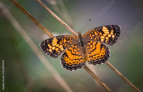 A pearl crescent butterfly rests on a reed against a blurred meadow backdrop