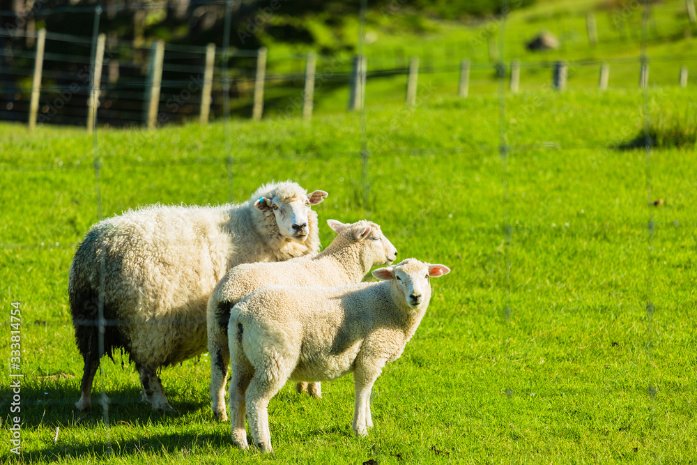 ニュージーランド ウェリントン近郊のマカラの牧場の羊 StockFoto Adobe Stock