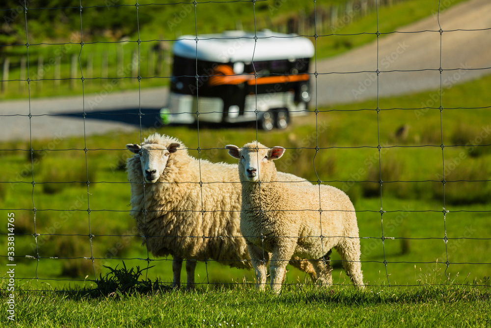 Obraz premium ニュージーランド ウェリントン近郊のマカラの牧場の羊