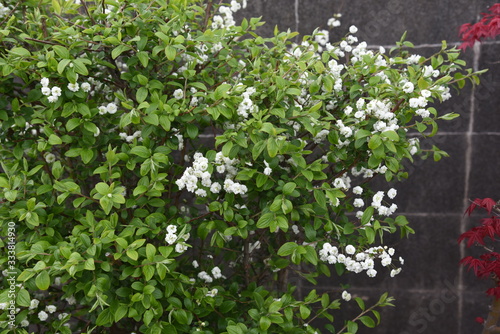 Bridalwreath (Spiraea prunifolia) / Rosaceae deciduous shrub.