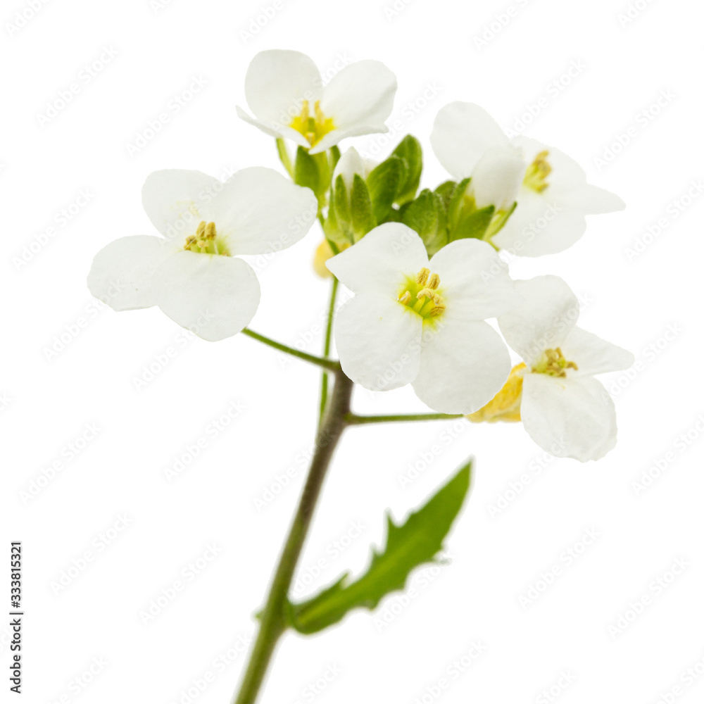 Obraz premium Flowers of arabis, isolated on white background