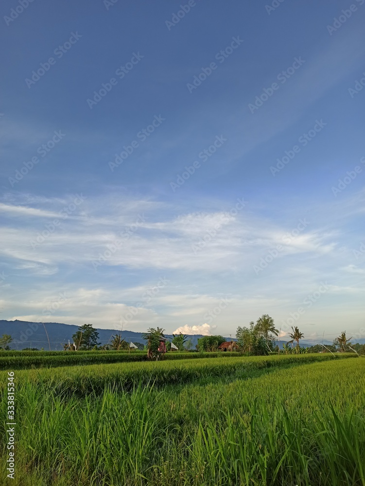 Rice field, clouds, and sky 