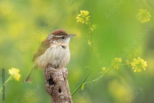 Carolina wren perched on a branch in a backyard home feeder photo