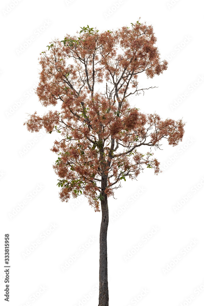 Obraz premium Isolated tree on white background