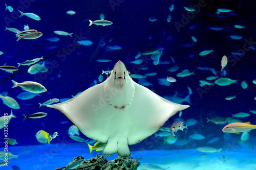 笑顔でのびのびと泳ぐ巨大なトビエイ（日本の東京池袋サンシャイン水族館）