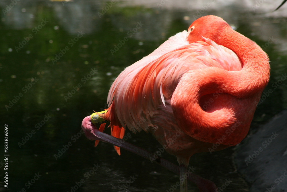 Flamingo in traditional one foot pose