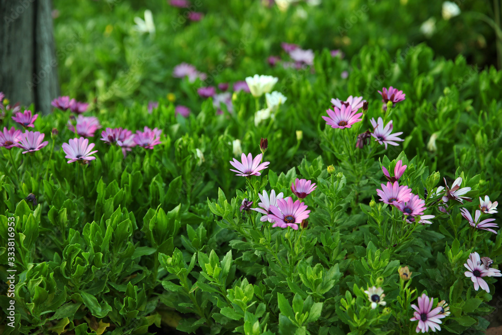 Bright, juicy green grass with purple flowers