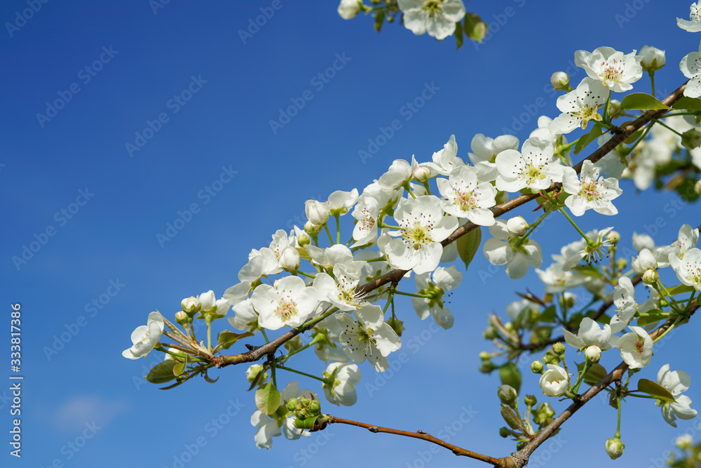 Pear tree branch with blossoms against clear blue sky Pear tree branch with blossoms against clear blue sky
