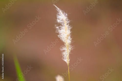grass on a background