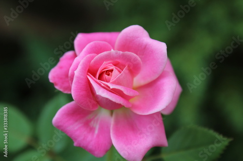 Close-up of a small pink rose with a soft-focused background.