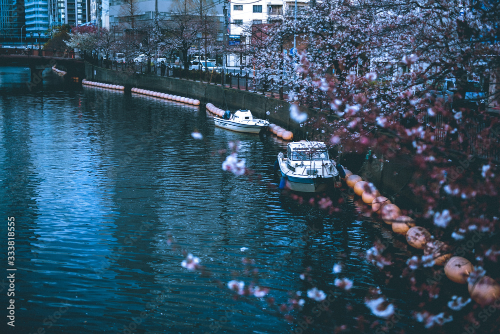 Obraz premium 桜 ボート