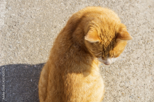 Cat gaze (Japan - Kagawa - Megi Island) photo