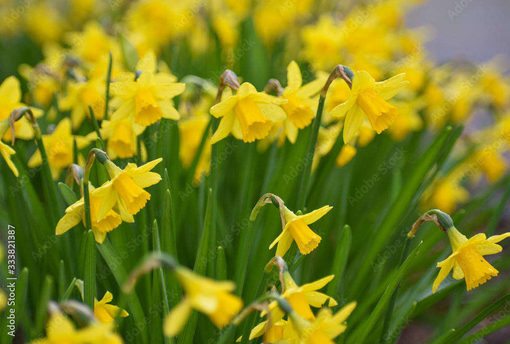 Daffodils Daffodils