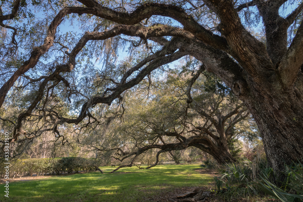 Southern live oak trees with their branches touching the ground, covered in Spanish Moss.