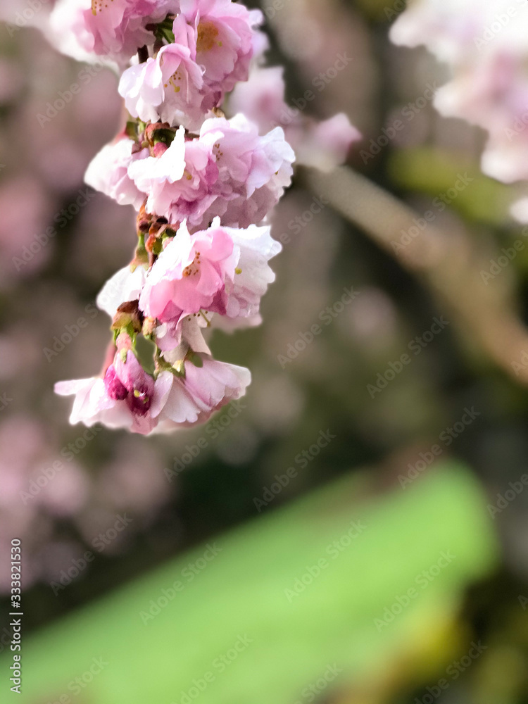 Cherry Blossoms Cherry Blossoms