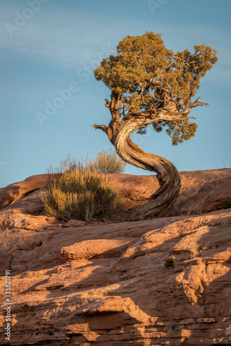 фотографія Pinyon Pine with its trunk twisted in the shape of an S, growing on top of a large rock formation in Canyonlands National Park, Moab, Utah