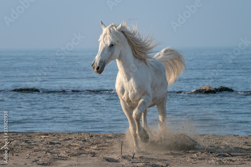 Beautiful white stallion running on the beach  kicking up sand.