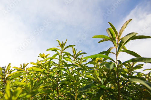 Tender shoots and branches with green leaves on a background of blue sky