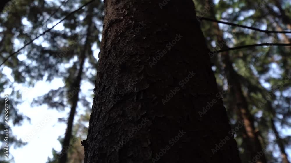 rotation around a pine tree trunk among europe forest rotation around a pine tree trunk among europe forest