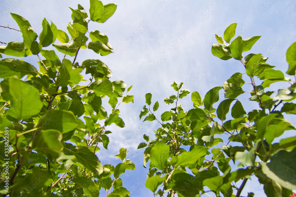 Tender shoots and branches with green leaves on a background of blue sky Tender shoots and branches with green leaves on a background of blue sky