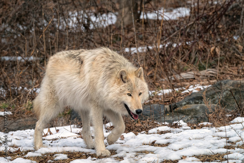 A white timber wolf in the snow