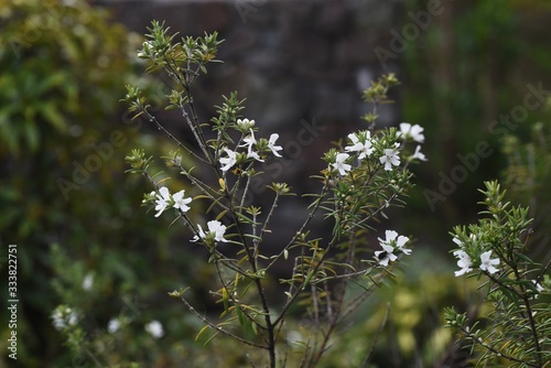 Westringia fruticosa (Coast rosemary) / Lamiaceae evergreen shrub. photo